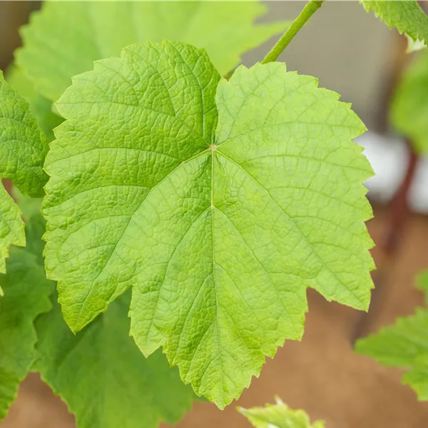 Vitis vinifera 'Venus'