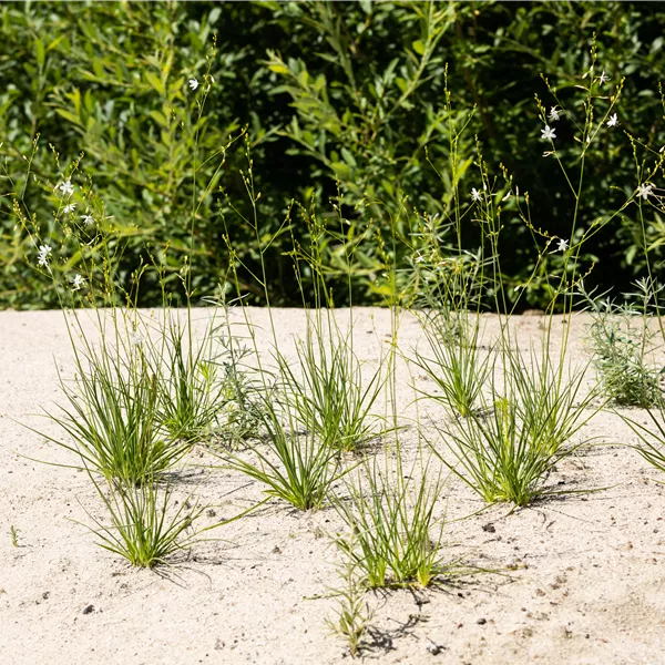 Anthericum liliago