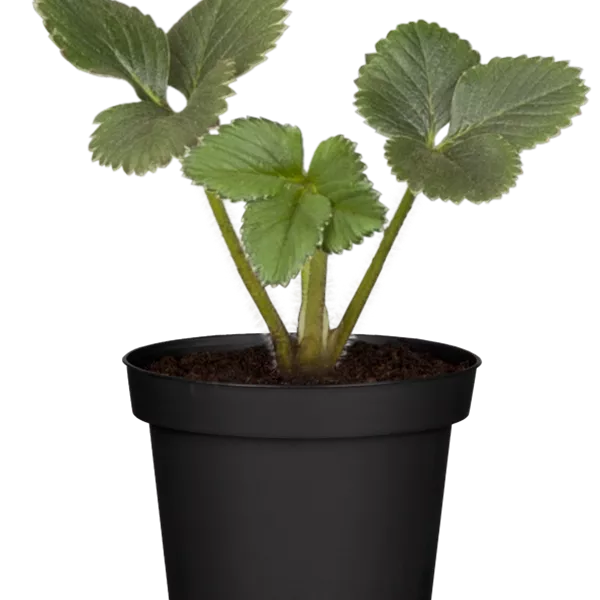 Fragaria ananassa (x) 'Mara des Bois'