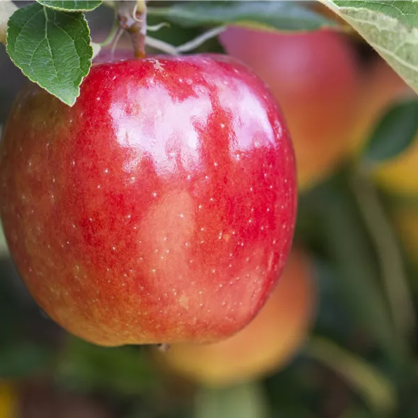 Malus domestica 'Breaburn Hillwell'