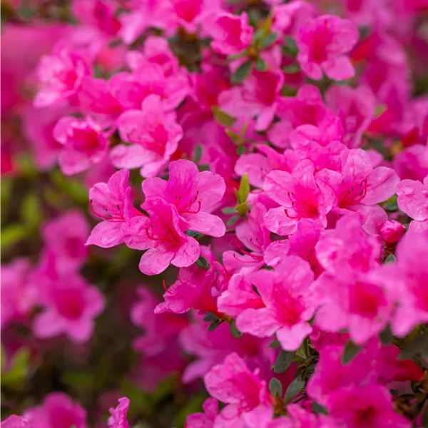 Rhododendron (Japanische Azalee) 'Van Hecke'