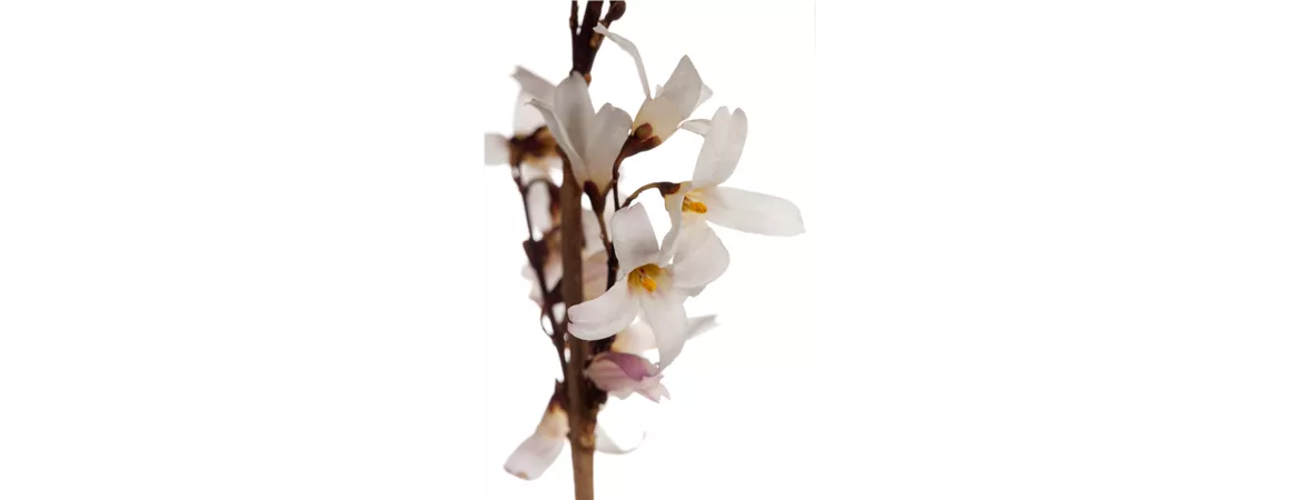 Abeliophyllum distichum