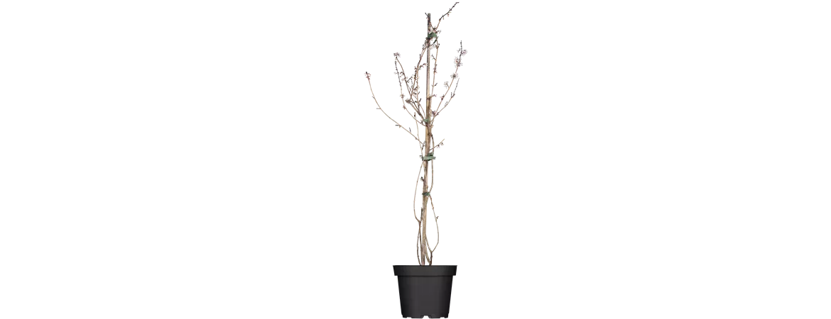 Abeliophyllum distichum
