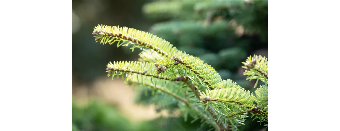 Abies nordmanniana 'Barabit´s Compact'