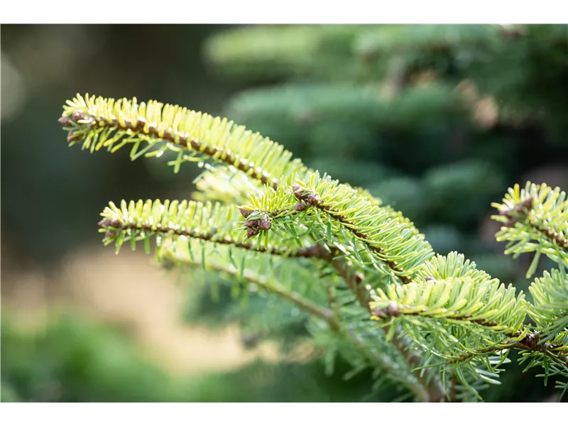 Abies nordmanniana 'Barabit´s Compact'
