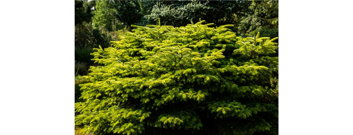 Abies nordmanniana 'Barabit´s Compact'