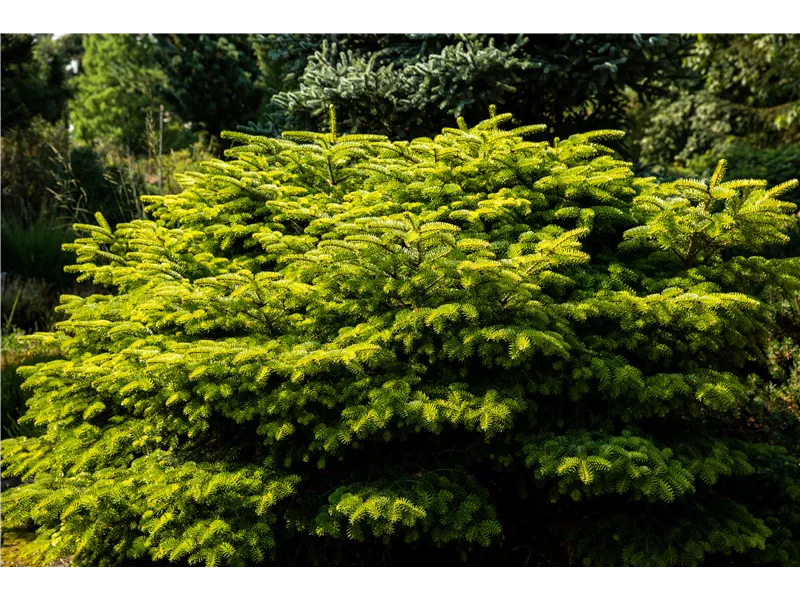 Abies nordmanniana 'Barabit´s Compact'