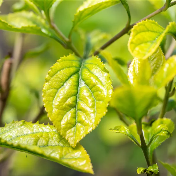 Chionanthus retusus
