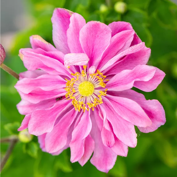 Anemone hybrida (x) 'Pamina'