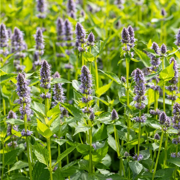 Agastache 'Blue Fortune'