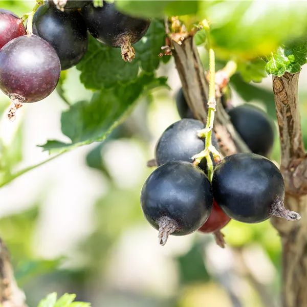 Ribes nidigrolaria (x) 'Josta'