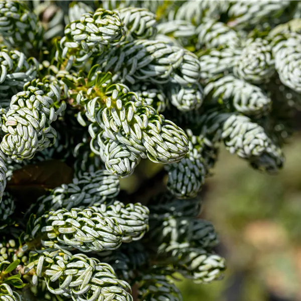 Abies koreana 'Kohout's Icebreaker'