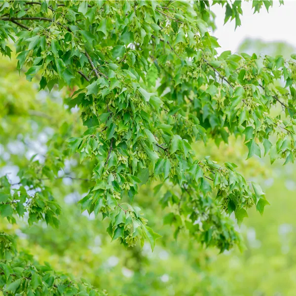 Acer buergerianum