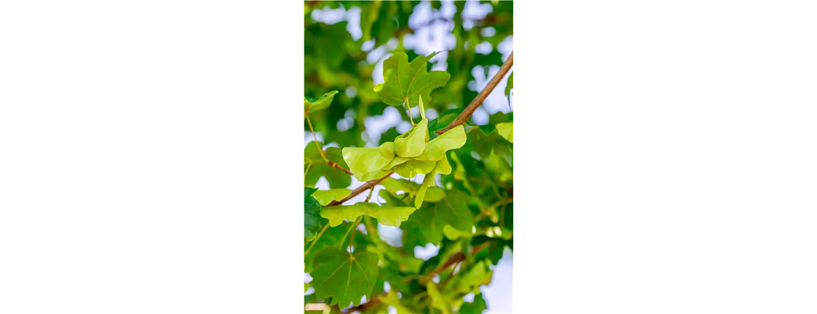 Acer campestre 'elsrijk'