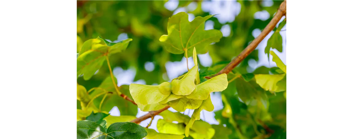 Acer campestre 'elsrijk'