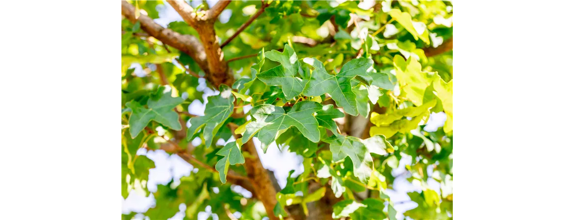 Acer campestre 'elsrijk'