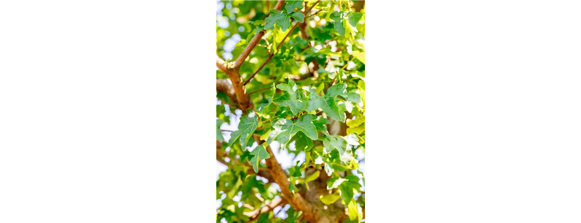 Acer campestre 'elsrijk'