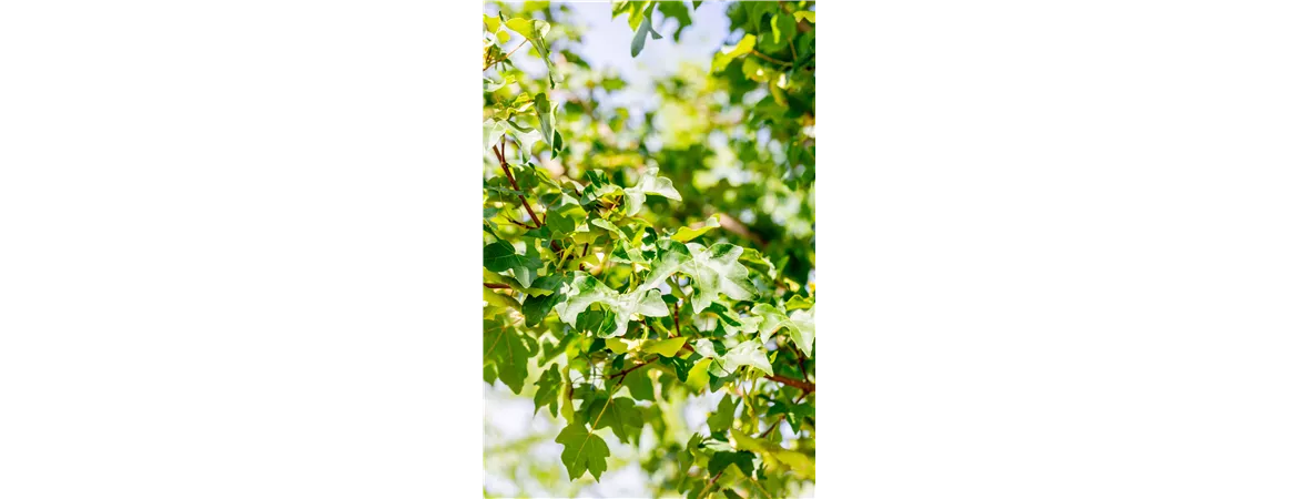 Acer campestre 'elsrijk'