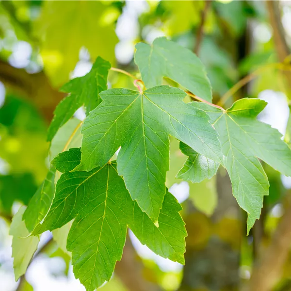 Acer pseudoplatanus