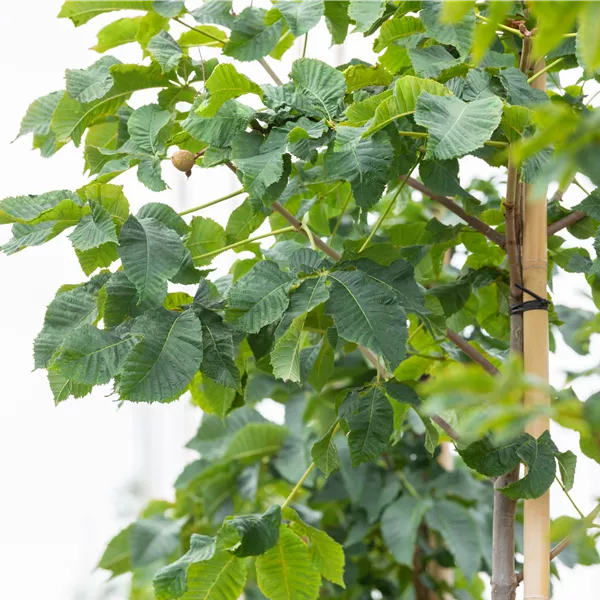 Aesculus carnea (x) 'Briotii'