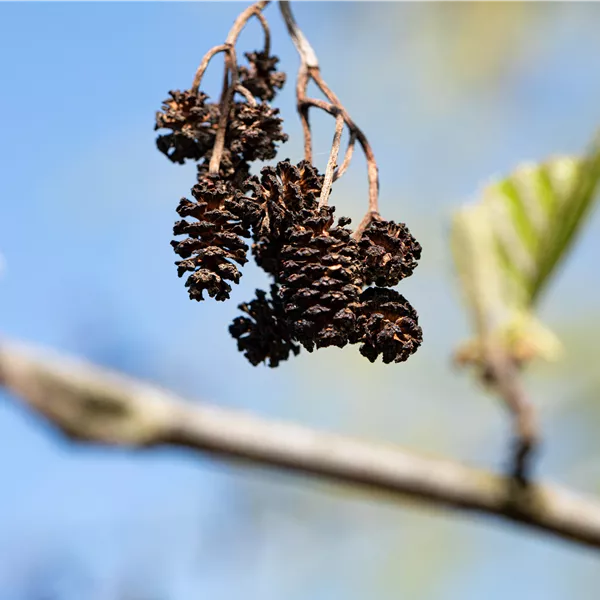 Alnus cordata