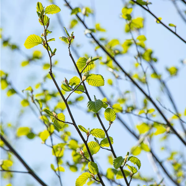 Alnus incana