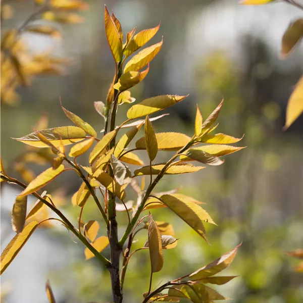Amelanchier arborea 'Robin Hill'