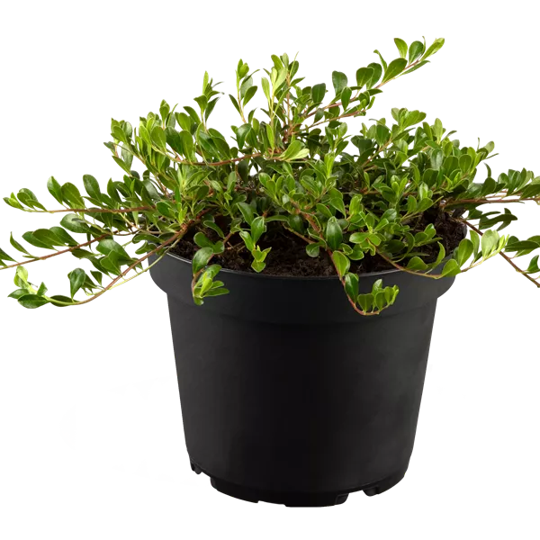 Arctostaphylos uva-ursi