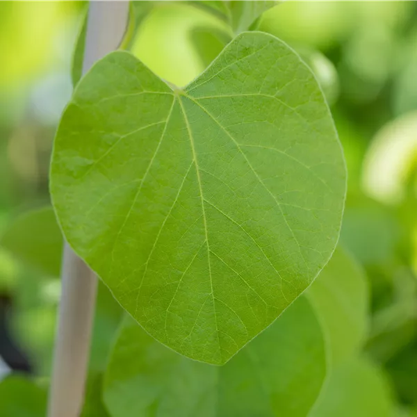 Aristolochia macrophylla