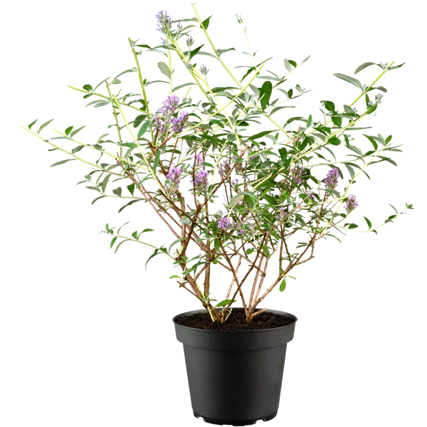 Buddleja alternifolia 'Unique'