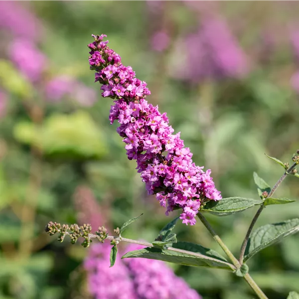 Buddleja davidii 'Pink Micro Chip'