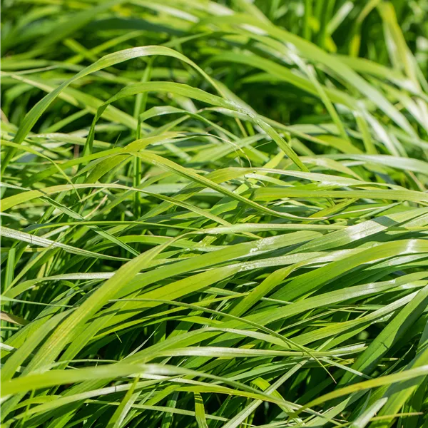 Calamagrostis acutiflora (x) 'Waldenbuch'