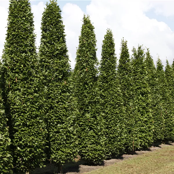 Carpinus betulus 'Fastigiata'