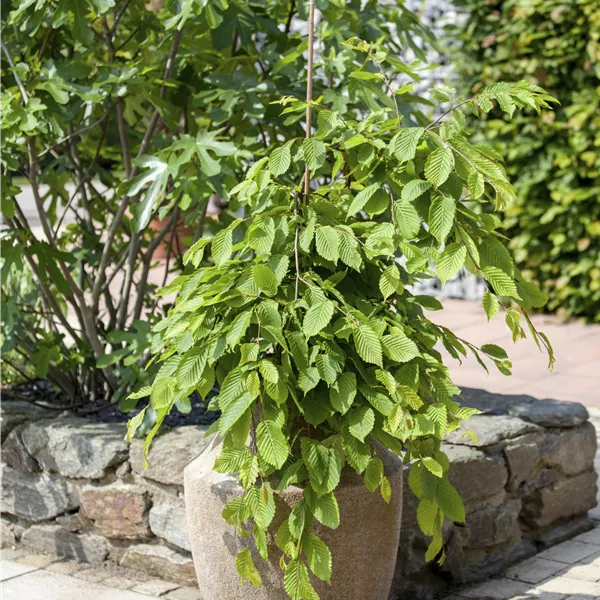 Carpinus betulus 'Pendula'