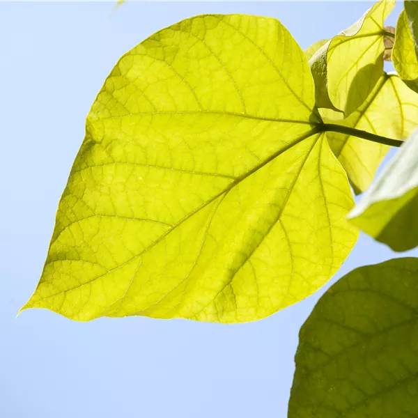 Catalpa bignonioides 'Aurea'