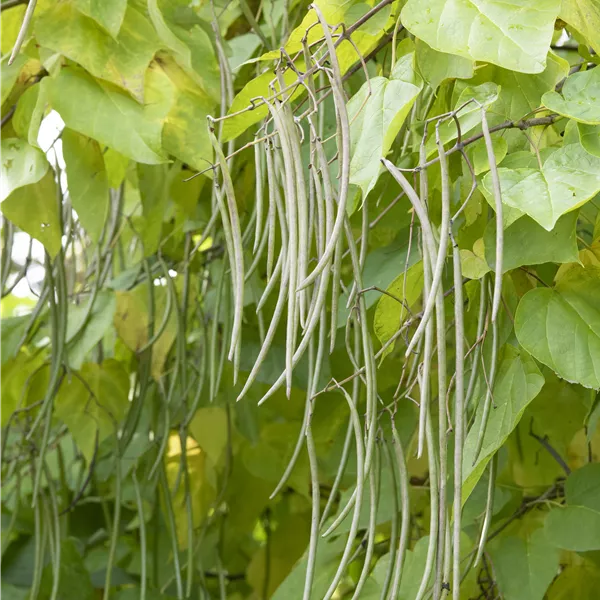 Catalpa bignonioides