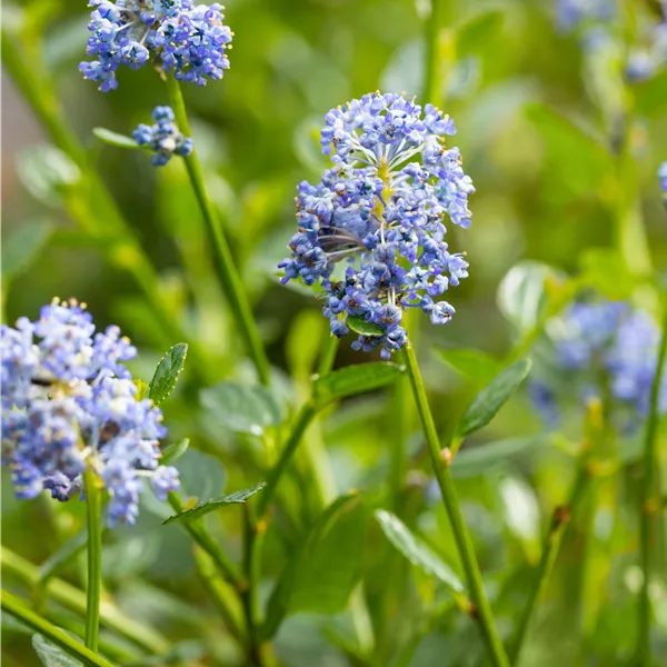 Ceanothus impressus 'Victoria'
