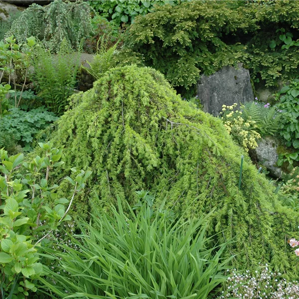 Cedrus deodara 'Pendula'