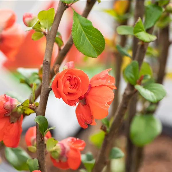 Chaenomeles speciosa 'Orange Storm'