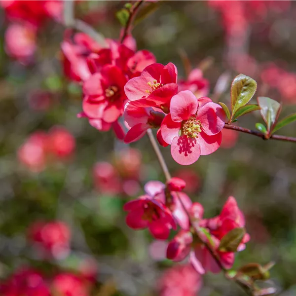 Chaenomeles speciosa 'Pink Storm'