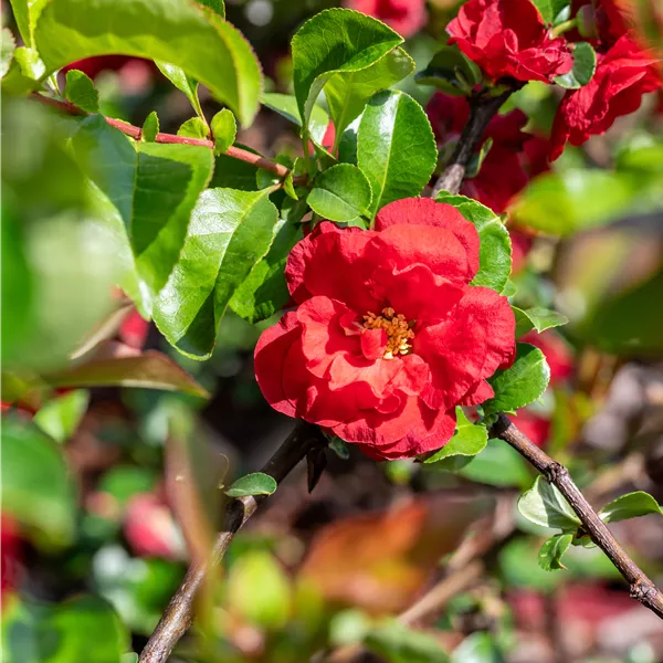 Chaenomeles speciosa 'Scarlet Storm'