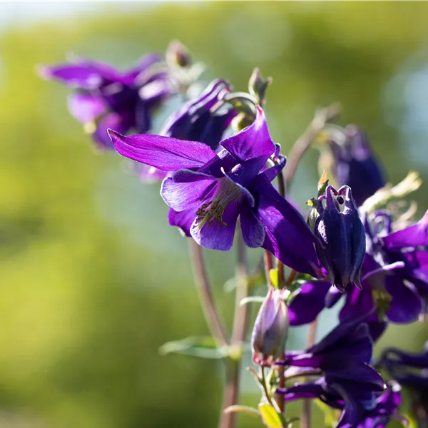 Aquilegia alpina
