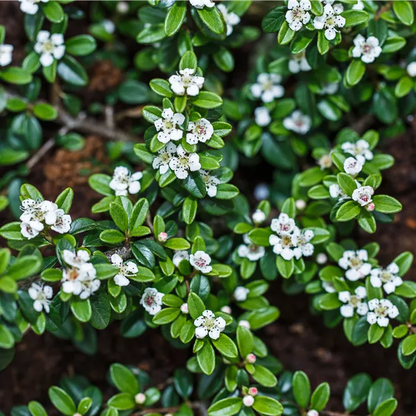 Cotoneaster dammeri 'Major'
