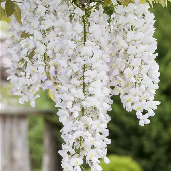 Wisteria floribunda 'Shiro-noda'