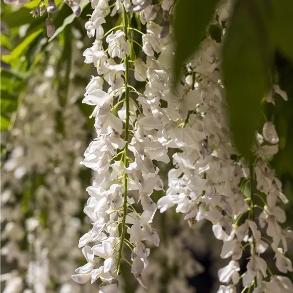 Wisteria sinensis 'Alba'