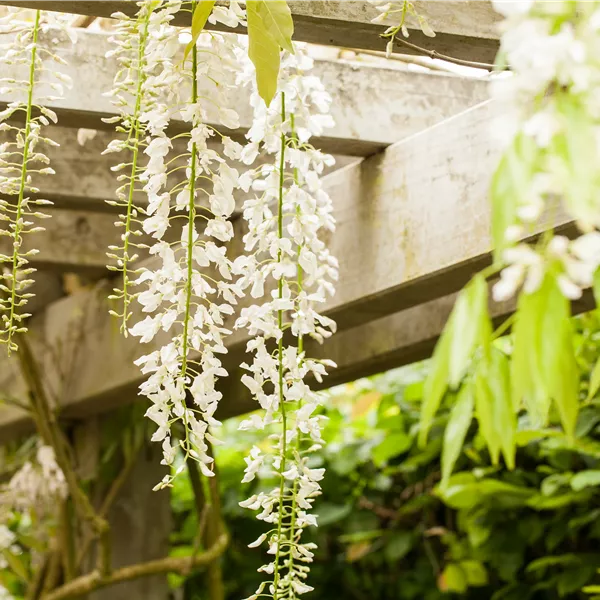 Wisteria floribunda 'Alba'