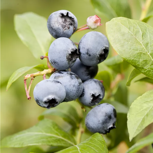 Vaccinium corymbosum 'Goldtraube'