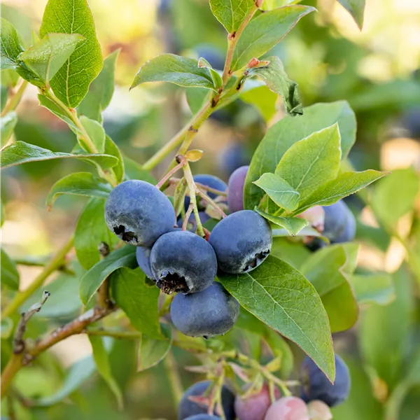 Vaccinium corymbosum 'Bluecrop'