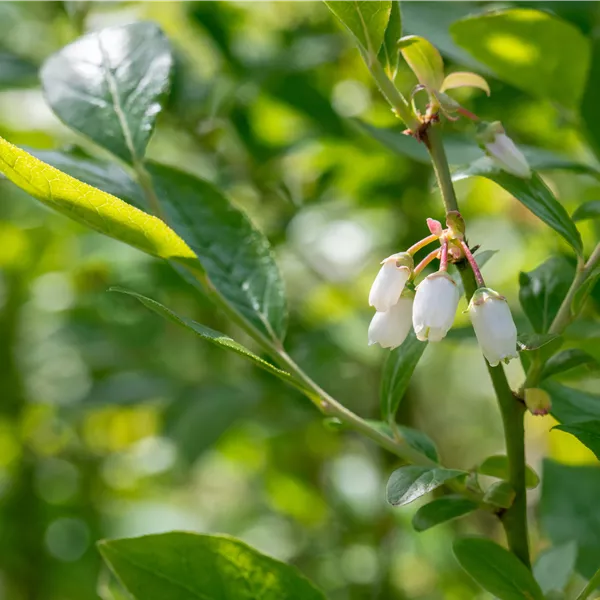 Vaccinium corymbosum 'Duke'