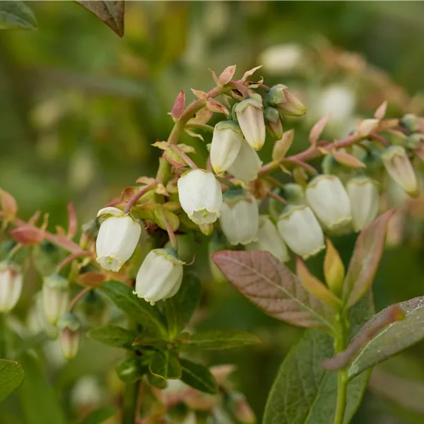 Vaccinium corymbosum 'Elisabeth'